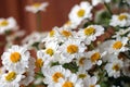 Chamomile chrysanthemum close-up. Herbal medicine, decoction, hand care. Royalty Free Stock Photo