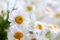 Chamomile chrysanthemum close-up. Herbal medicine, decoction, hand care. Royalty Free Stock Photo