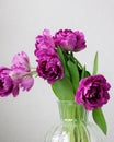 Close up of bouquet of dark red lilac tulips in glass vase on light background. Royalty Free Stock Photo