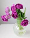 Close up of bouquet of dark red lilac tulips in glass vase on light background. Royalty Free Stock Photo