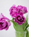 Close up of bouquet of dark red lilac tulips in glass vase on light background. Royalty Free Stock Photo