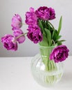 Close up of bouquet of dark red lilac tulips in glass vase on light background. Royalty Free Stock Photo