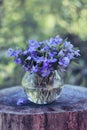 Close-up bouquet of forest violet in round glass vase on stump, selective focus Royalty Free Stock Photo