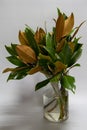 Close-up bouquet of fresh green and brown magnolia leaves in glass bottle on gray background, selective focus