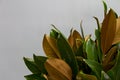 Close-up bouquet of fresh green and brown magnolia leaves on gray background, selective focus