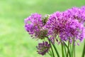 Close-up of a bouquet of fresh purple garlic Royalty Free Stock Photo