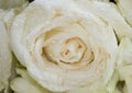 The close up of bouquet of fresh roses,selective focus Royalty Free Stock Photo