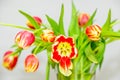 Close up bouquet of fresh tulips in a vase Royalty Free Stock Photo