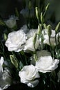 Close up of a bouquet of fresh white eustoma on a blur dark background. Bunch of flowers