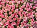 Close-up of a bouquet of fresh, xxxxx roses Royalty Free Stock Photo