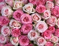 Close-up of a bouquet of fresh, xxxxx roses Royalty Free Stock Photo