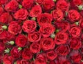 Close-up of a bouquet of fresh, xxxxx roses Royalty Free Stock Photo