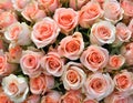 Close-up of a bouquet of fresh, xxxxx roses Royalty Free Stock Photo