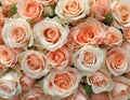 Close-up of a bouquet of fresh, xxxxx roses Royalty Free Stock Photo