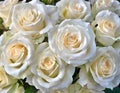 Close-up of a bouquet of fresh, xxxxx roses Royalty Free Stock Photo