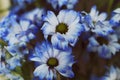 close-up of a bouquet of gerbera flowers