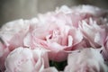 Close-up of a bouquet of huge pink roses