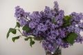 Close up bouquet of fresh lilac flower Royalty Free Stock Photo