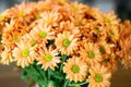 Close up Bouquet Many Flowers Orange Chrysanthemums