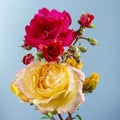 Close-up of a bouquet of natural red and yellow rose flowers on a plain blue background.The photograph was taken in a studio with Royalty Free Stock Photo