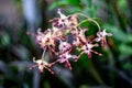 close up bouquet orchid with green blur background