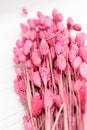 Close up bouquet of pink painted decorative dry cereal spikelets laying on white wooden table. Shallow depth of fields.