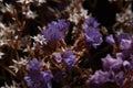 Close-up of a bouquet of small flowers