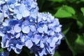 Close up of Bouquet of soft blue hydrangea,(Hydrangea macrophylla) or Hortensia flower in the garden. Royalty Free Stock Photo