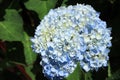 Close up of Bouquet of soft blue hydrangea,(Hydrangea macrophylla) or Hortensia flower in the garden. Royalty Free Stock Photo