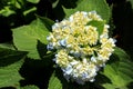 Close up of Bouquet of soft blue hydrangea,(Hydrangea macrophylla) or Hortensia flower in the garden. Royalty Free Stock Photo