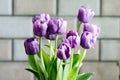 Close-up of a bouquet of stunning purple tulips is blooming