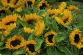 Close-up of bouquet of sunflowers