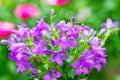 Close up of a bouquet of violet flowers