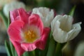 Close up bouquet of white and pink tulips. Photo of delicate spring flowers Royalty Free Stock Photo