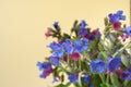 Close-up bouquet of wild forested lungwort on light yellow pastel background.