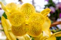 Close up of bouquet of yellow orchids in the garden Royalty Free Stock Photo