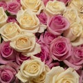 Close-up of bouquet with yellow and pink roses Royalty Free Stock Photo