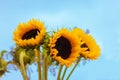 close-up of a bouquet of yellow sunflowers on a blue background Royalty Free Stock Photo