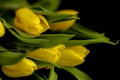 Spring flowers - concept perfect for social media