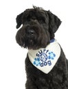 Close-up of a Bouvier des Flandres with bandana, 2 years old