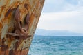 Close-up at the bow with anchor of corroded and abandoned shipwreck washed ashore.