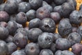 Close Up of Bowl of Cereal with Blueberries Royalty Free Stock Photo