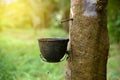 Close up bowlful of Natural rubber latex Royalty Free Stock Photo