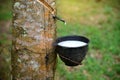 Close up bowlful of Natural rubber latex