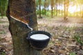 Close-up bowlful of Natural rubber latex