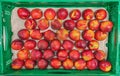 Close-up of a box of nectarines, that little fruit full of vitamins and a source of health