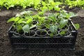 Close-up of the box with seedlings standing in a greenhouse. Growing sweet peppers for the garden in plastic cups. Young Royalty Free Stock Photo