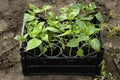 Close-up of the box with seedlings standing in a greenhouse. Growing sweet peppers for the garden in plastic cups. Young Royalty Free Stock Photo