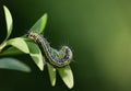 Close-up of a box tree moth hanging from the leaves of a box tree. The background is green, with space for Royalty Free Stock Photo