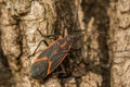 Boxelder Bug - Boisea trivittata